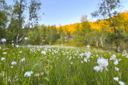 a field of white flowers
