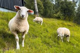 a group of sheep in a grassy field
