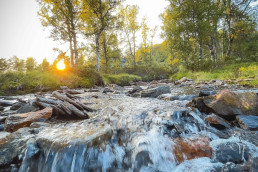 a river running through a forest
