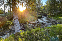 a stream running through a forest