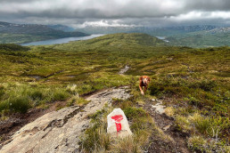a dog on a mountain