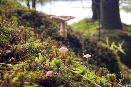a group of mushrooms growing on moss