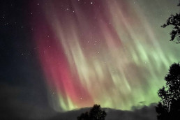 a tree in the sky with the northern lights in the sky