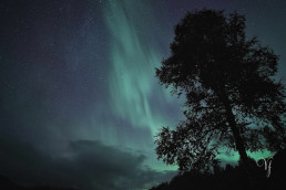 a tree and a green aurora in the sky